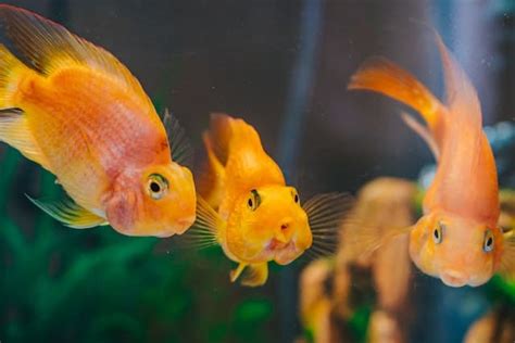 誰家裡養魚|不只一只魚